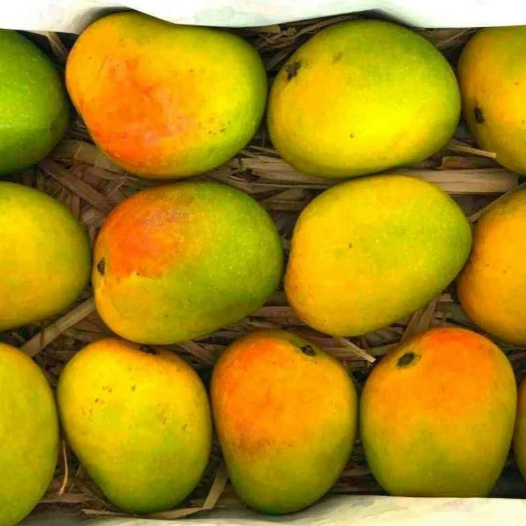 Alphonso Mangoes 12 pcs (250-280g) each